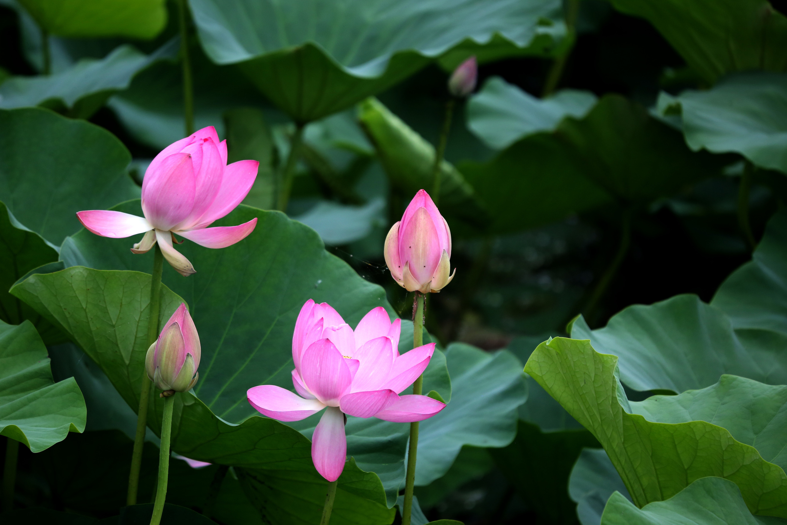 J69A8301.jpg