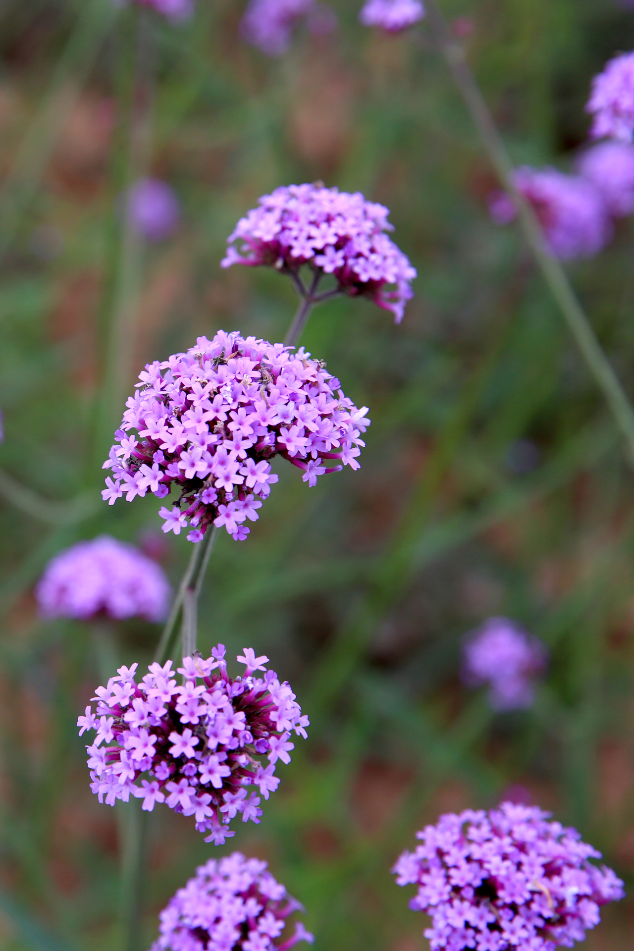 J69A0225.JPG